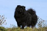 CHOW CHOW 442